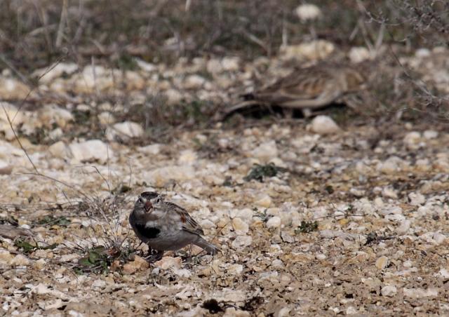 McCown's Longspur _0755.JPG